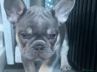 French Bulldog dogs 3 FRENCH BULLDOG GIRLS - Advert 2