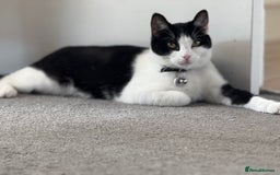 British Shorthair cats for sale: 1 Year Old Girl Needs a New Home - Image 2