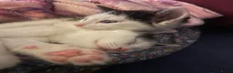 Mixed Breed cats for sale: Lovely twins kittens  - Advert 5