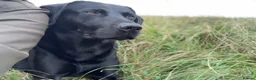 Labrador Retriever dogs for sale: LOVELY BITCH PUPS AVAILABLE  - Advert 4