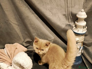 British Shorthair cats Fawn male Shorthair Tica - Advert 2