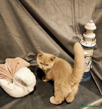 British Shorthair cats Fawn male Shorthair Tica - Advert 2