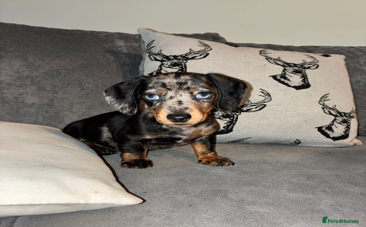 Dachshund dogs - Advert 16