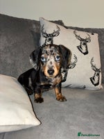 Dachshund dogs - Advert 2