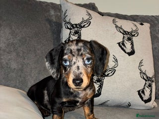 Dachshund dogs - Advert 11