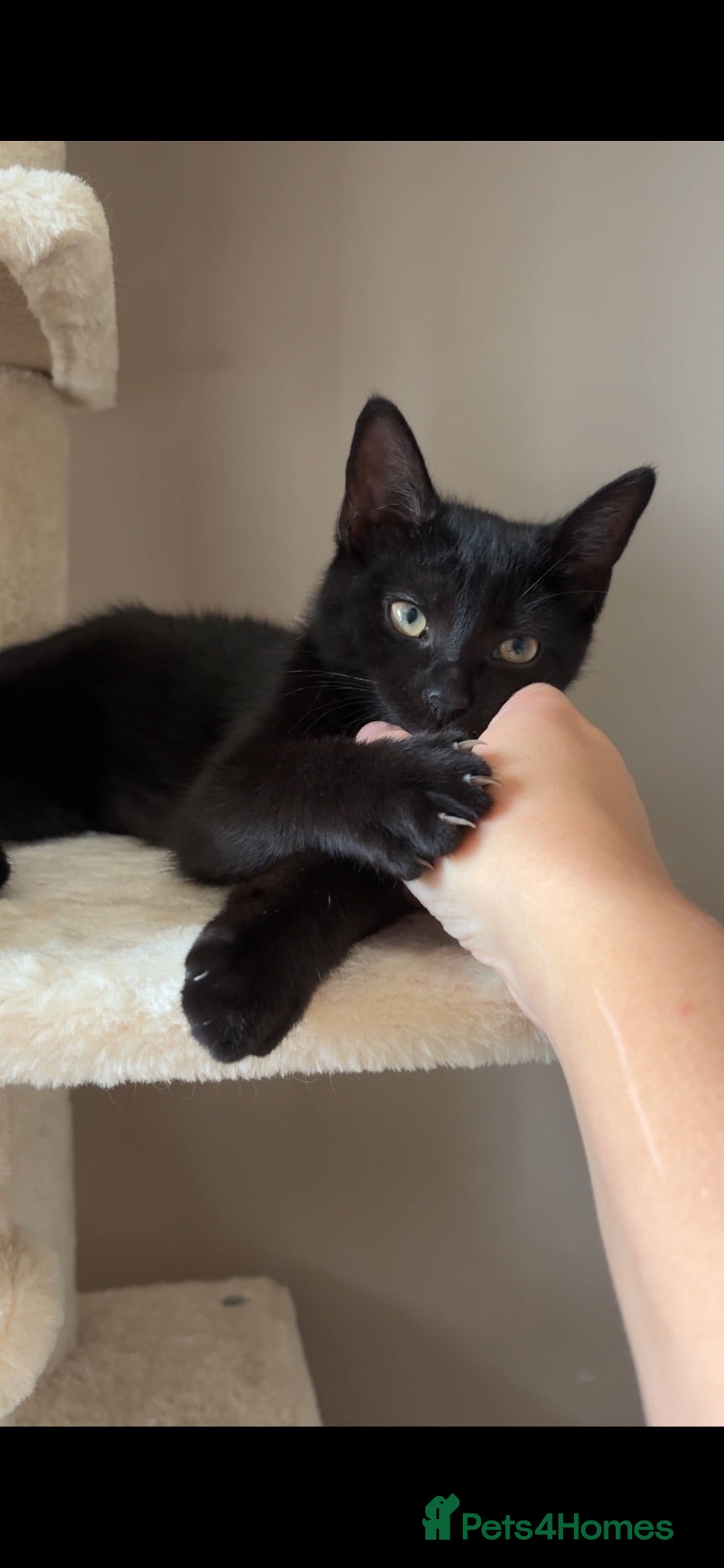 Domestic Shorthair cats Beautiful black kitten  - Advert 6