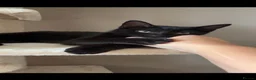 Domestic Shorthair cats for sale: Beautiful black kitten  - Advert 1
