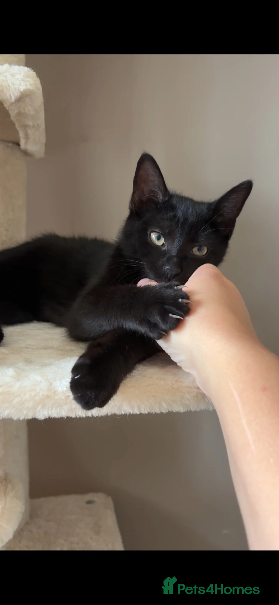 Domestic Shorthair cats for sale: Beautiful black kitten  - Advert 1