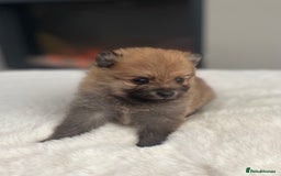 Pomeranian dogs for sale: Pomeranian puppy’s orange sable 🧡🍊🐾 - Image 3