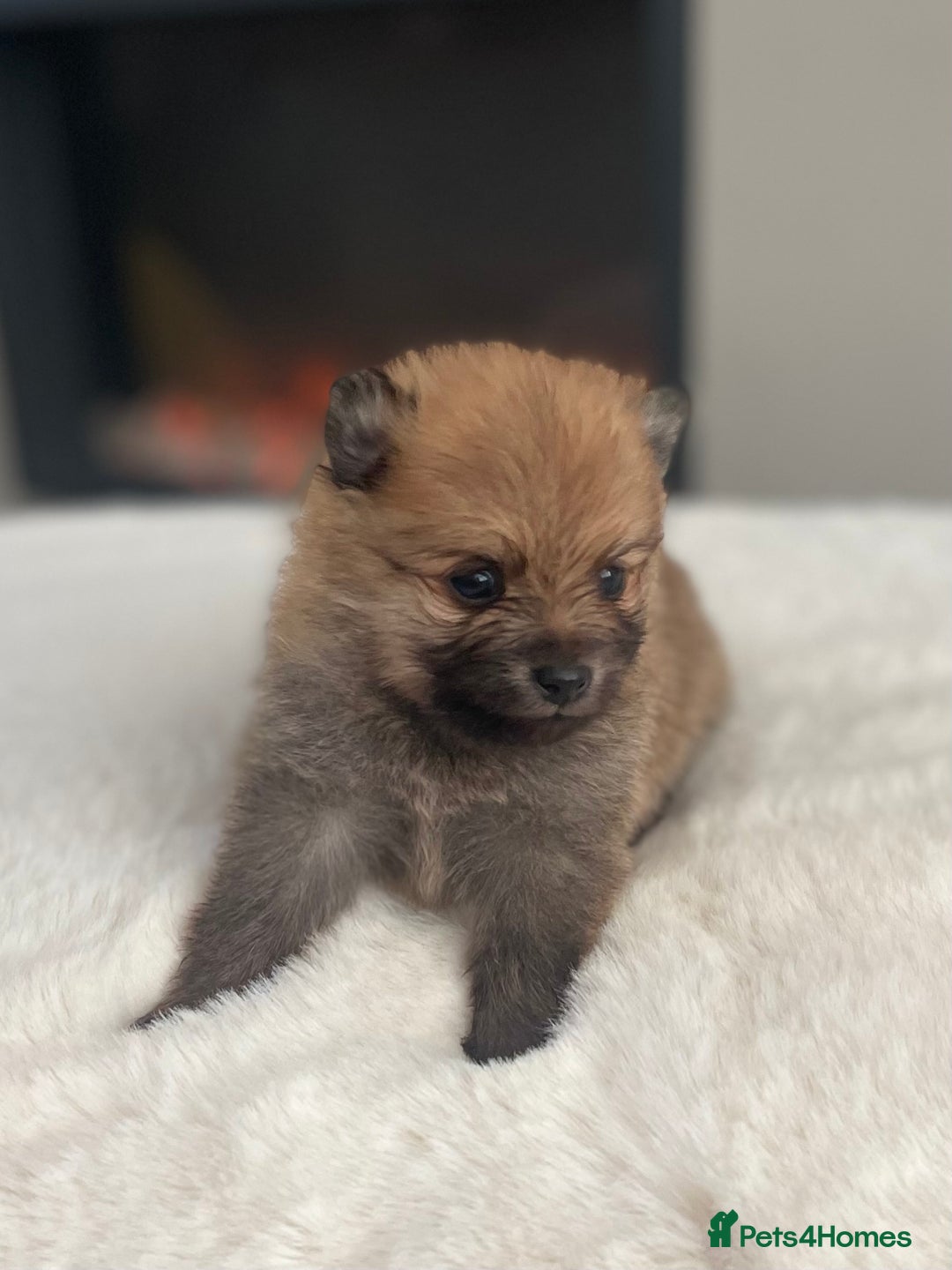 Pomeranian dogs for sale: Pomeranian puppy’s orange sable 🧡🍊🐾 - Image 3