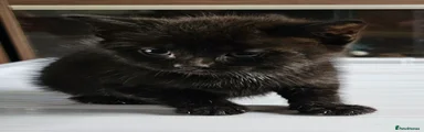 Mixed Breed Kitten 2