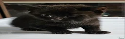 Mixed Breed cats for sale: 2 beautiful kittens - Advert 3