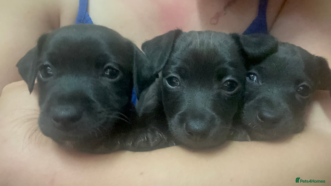 Patterjack dogs for sale: Patterjack puppies  - Image 3