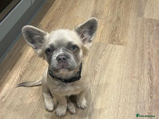 French Bulldog dogs Fluffy French Bulldog - Advert 13