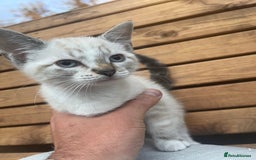 Domestic Shorthair cats for sale: Adorable kittens looking for their forever home  - Image 1