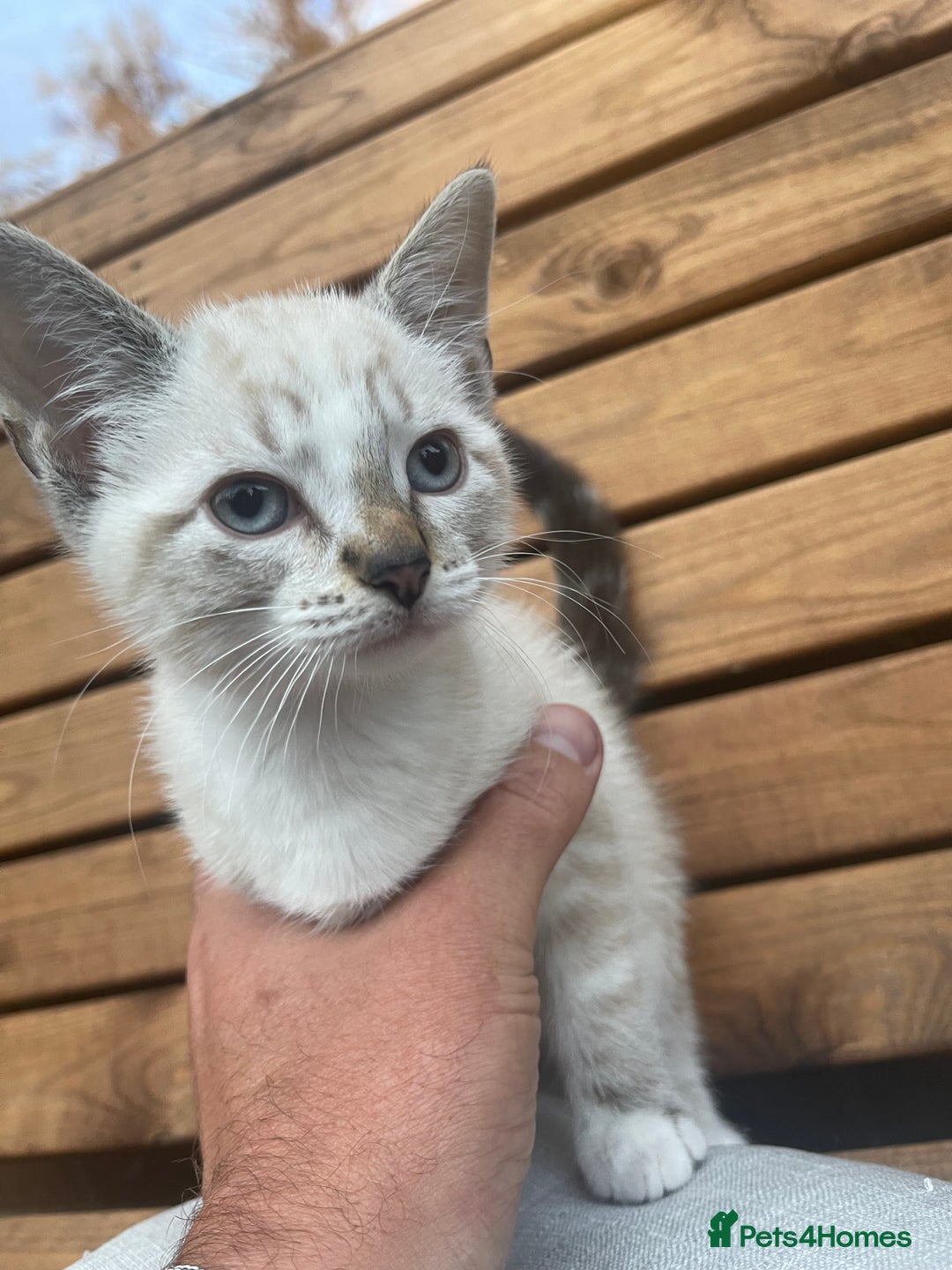 Domestic Shorthair cats for sale: Adorable kittens looking for their forever home  - Image 1