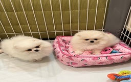 Pomeranian dogs for sale: Amazing Pom Puppies from Five Star breeder.  - Image 1