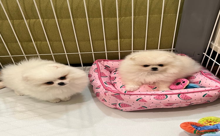 Pomeranian dogs - Advert 2