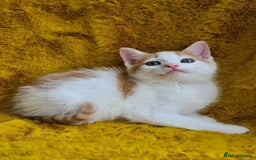 Maine Coon cats for sale: Kitten - Image 1