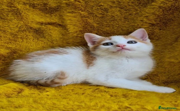 Maine Coon cats - Advert 14