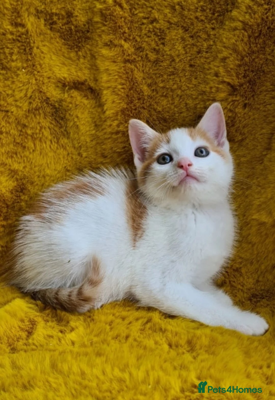 Maine Coon cats for sale: Kitten - Image 1