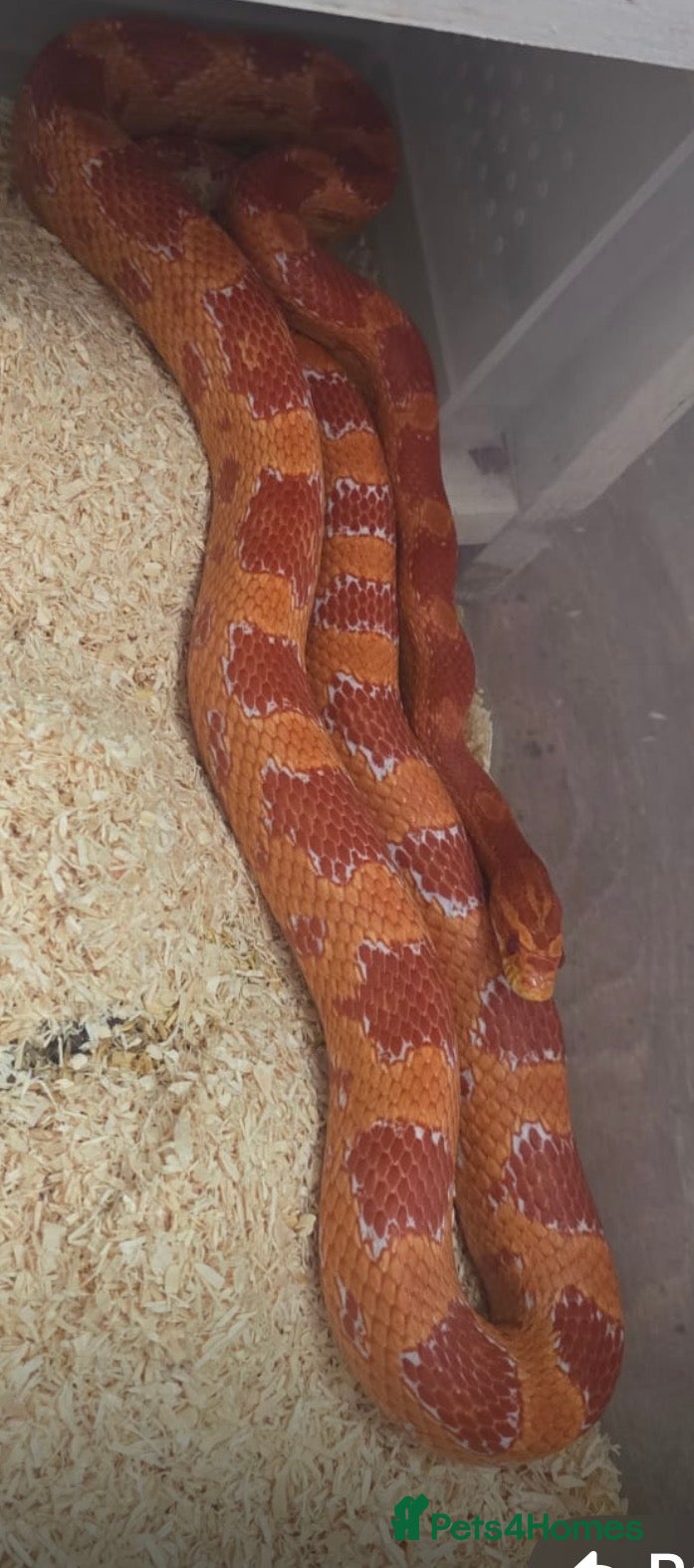 Python Snake reptiles Corn snake females multiple hets  - Advert 8