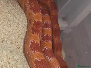 Python Snake reptiles Corn snake females multiple hets - Advert 8