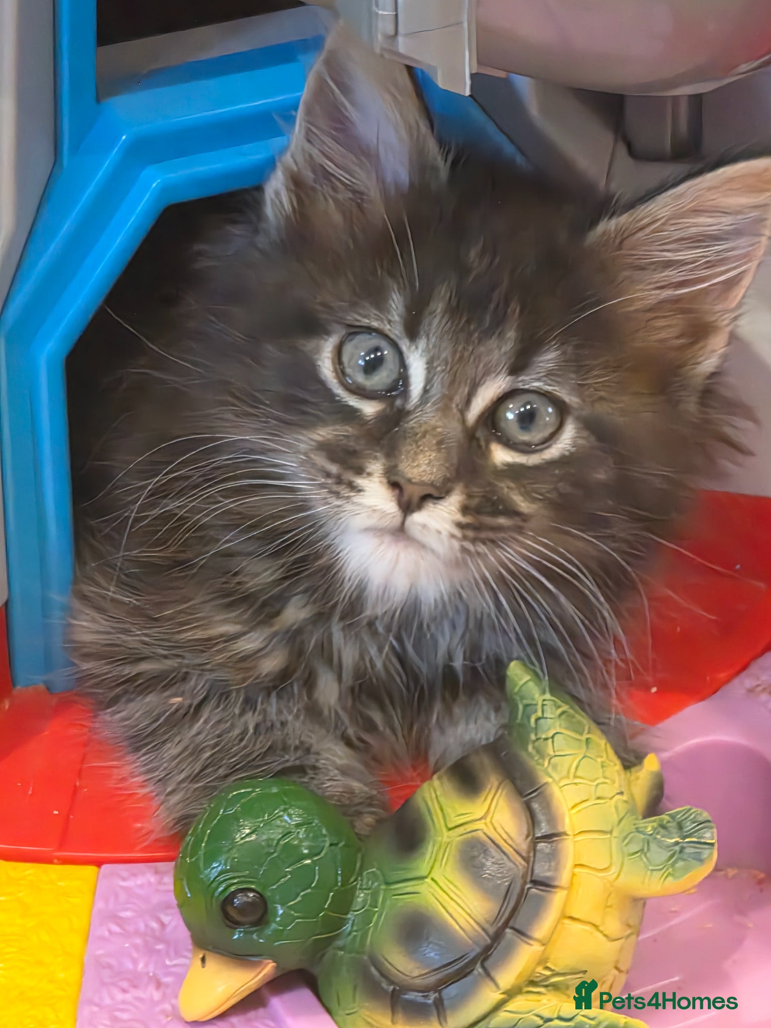 Maine Coon cats Maine coon kittens Ready Now - Advert 16