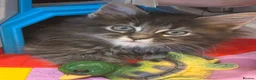 Maine Coon cats for sale: Maine coon kittens Ready Now - Advert 9