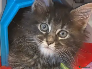 Maine Coon cats Maine coon kittens Ready Now - Advert 2