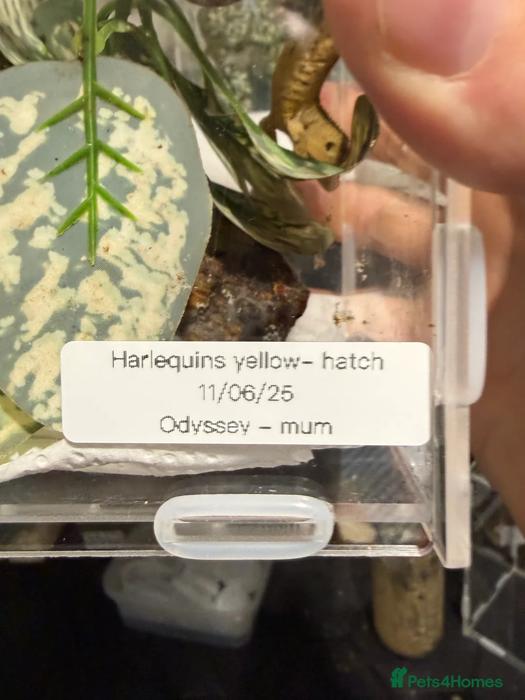 Gecko reptiles for sale: 🔥🔥 CRESTED GECKOS 🔥🔥🔥 - Advert 6