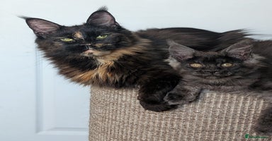 Maine Coon cats - Advert 1