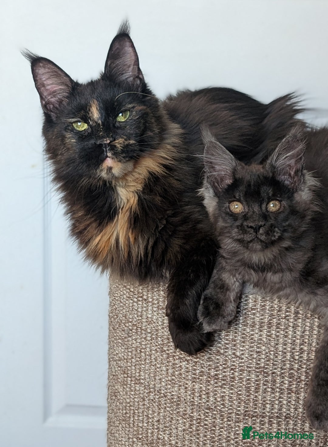 Maine Coon cats for sale: Maine coon kittens, Tica registered  - Image 2