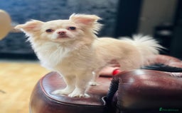 Chihuahua dogs for stud: FOR STUD Little chihuahua looking for girlfriend  - Image 3