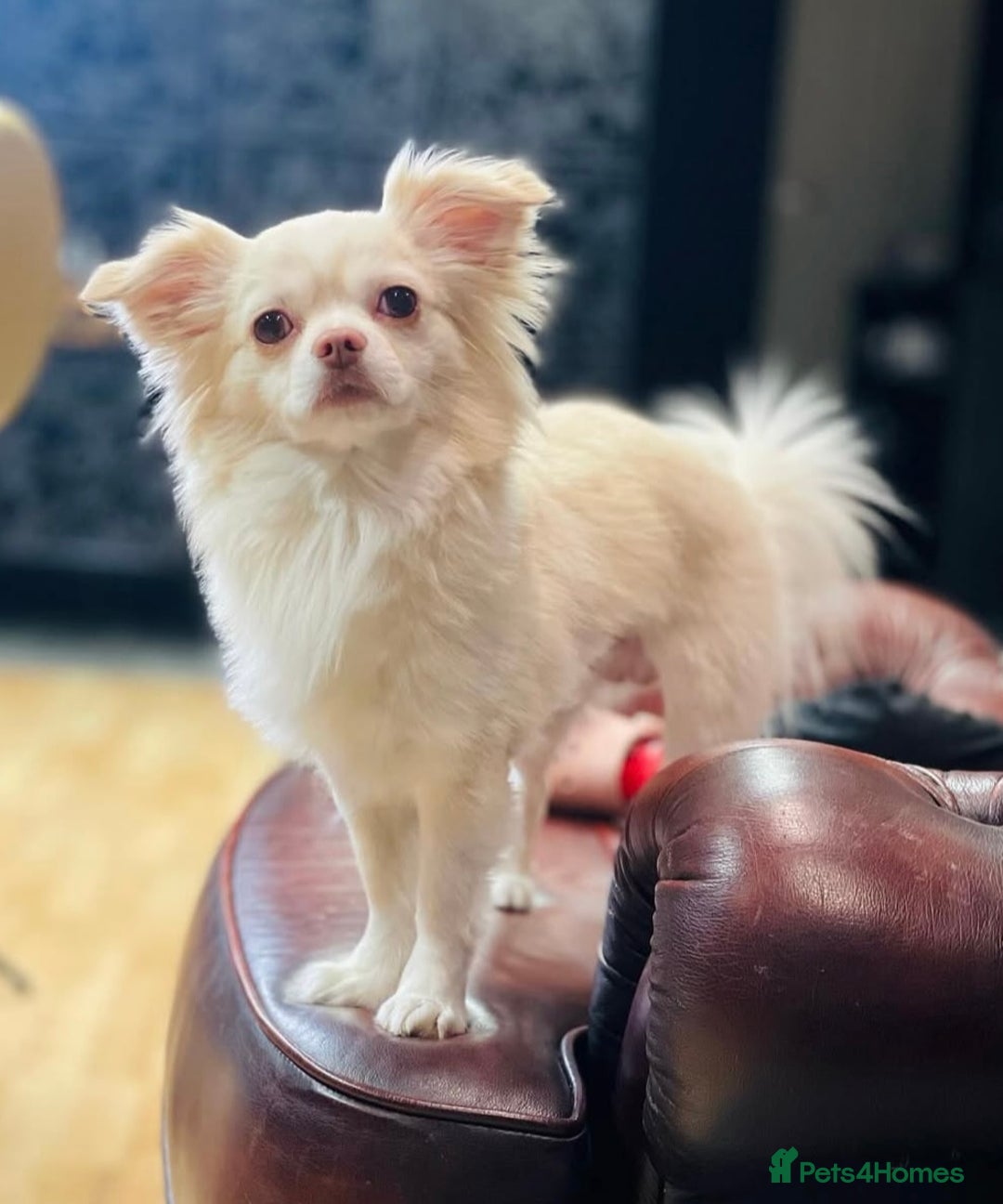Chihuahua dogs for stud: FOR STUD Little chihuahua looking for girlfriend  - Image 3