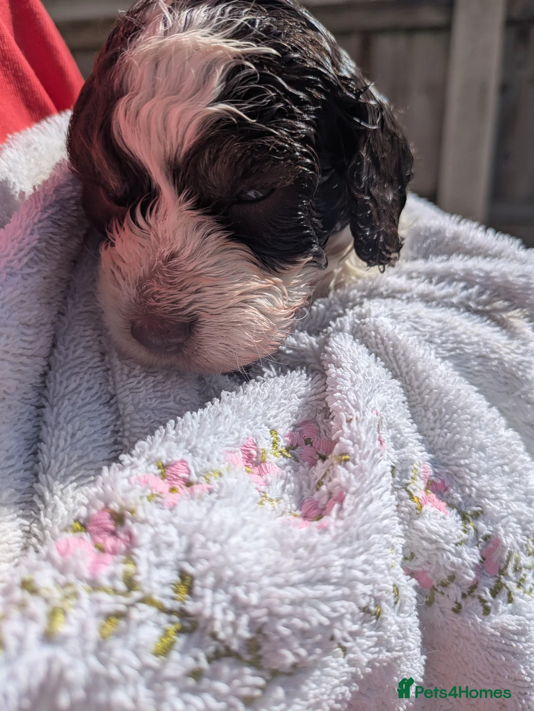 Cockapoo dogs for sale: Health tested choc and parti cockerpoos - Advert 2