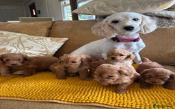 Labradoodle dogs for sale: LICENSED BREEDER Health tested mini labradoodles - Image 3