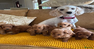 Labradoodle dogs - Advert 4