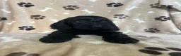 Cockapoo dogs for sale: F1 Cockapoo - Advert 4