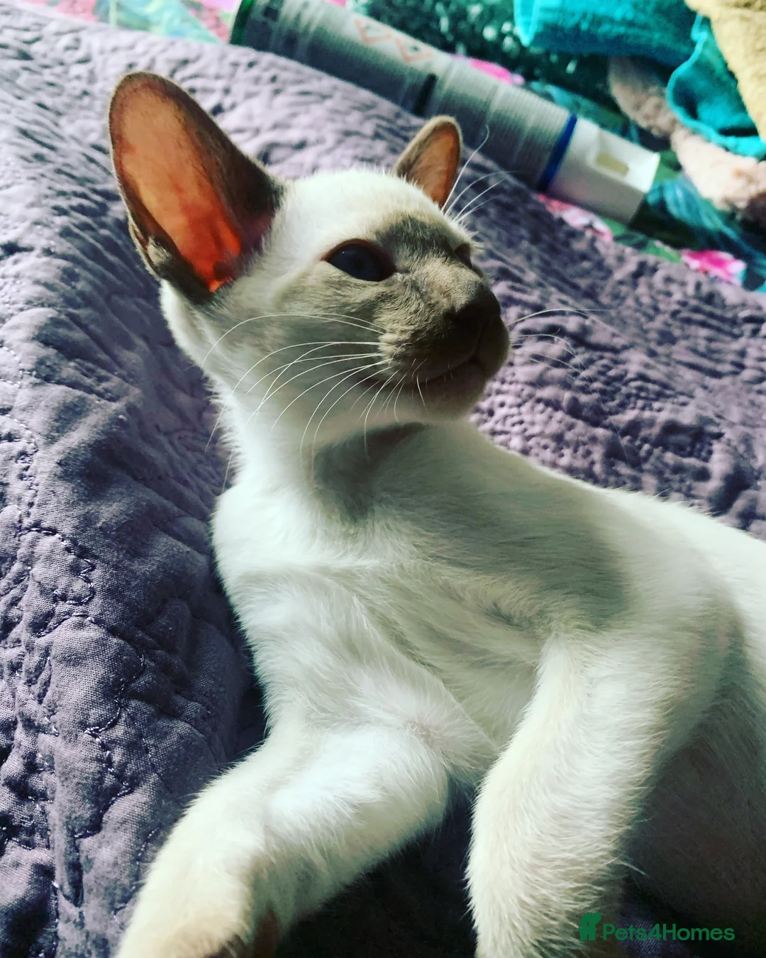 Siamese cats for stud: Traditional chocolate point Siamese stud in Bradford - Advert 4