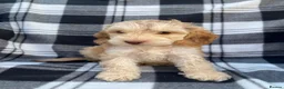 Cockapoo dogs for sale: Cockapoo puppies - Advert 7