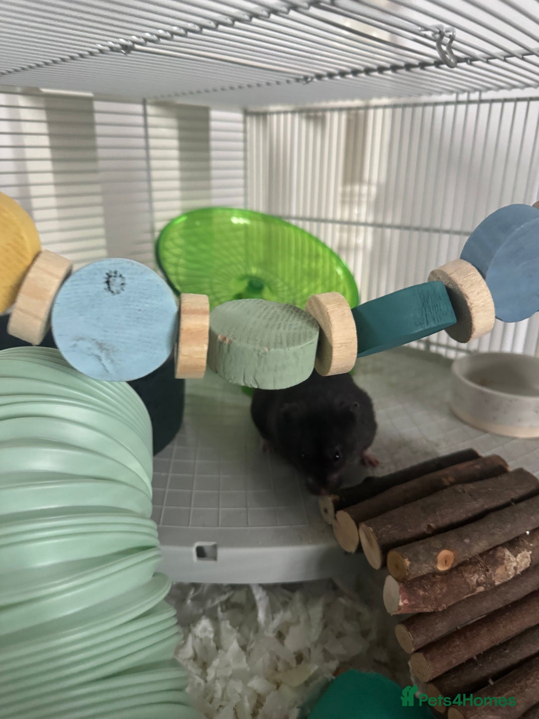 Hamster rodents for sale: Male Syrian hamster + cage setup  - Advert 5