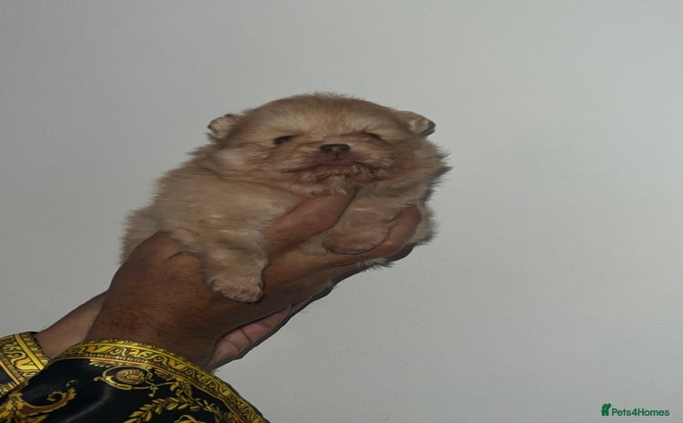 Pomeranian dogs Pomeranian pups chocolate merls 🐶🐶 - Advert 12