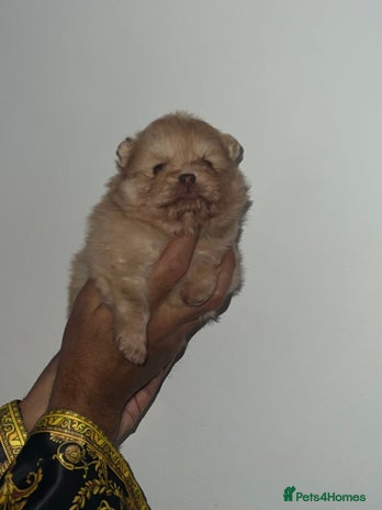 Pomeranian dogs Pomeranian pups chocolate merls 🐶🐶 - Advert 12