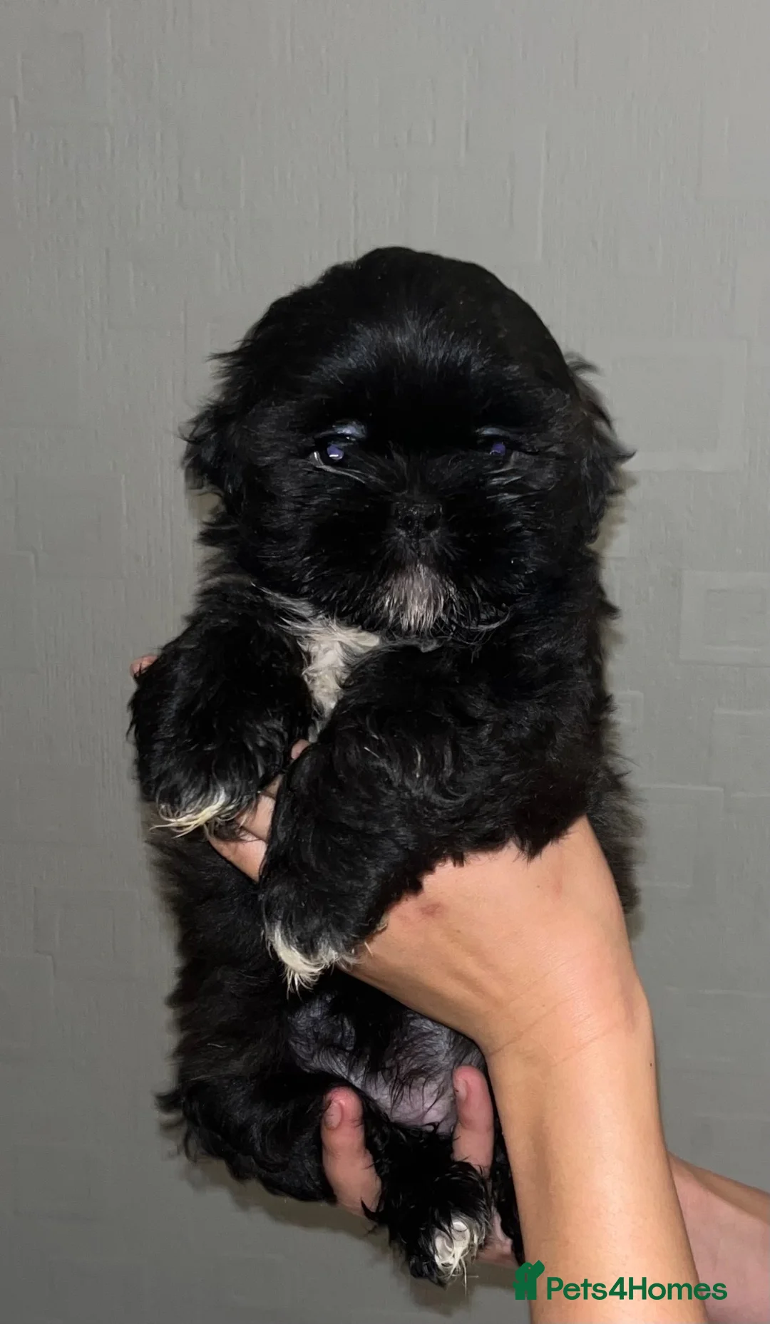 Shih Tzu dogs for sale: 3 beautiful Shih Tzu puppies  - Advert 2