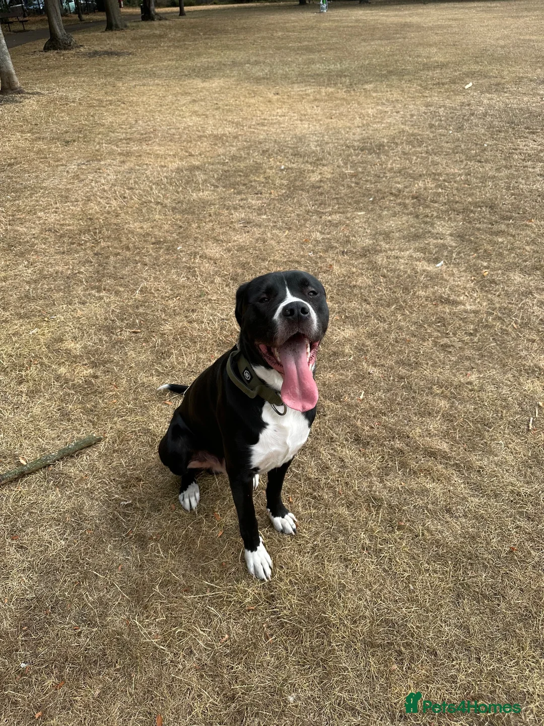 Cane Corso dogs for stud: FOR STUD ONLY  in Cambridge - Advert 2