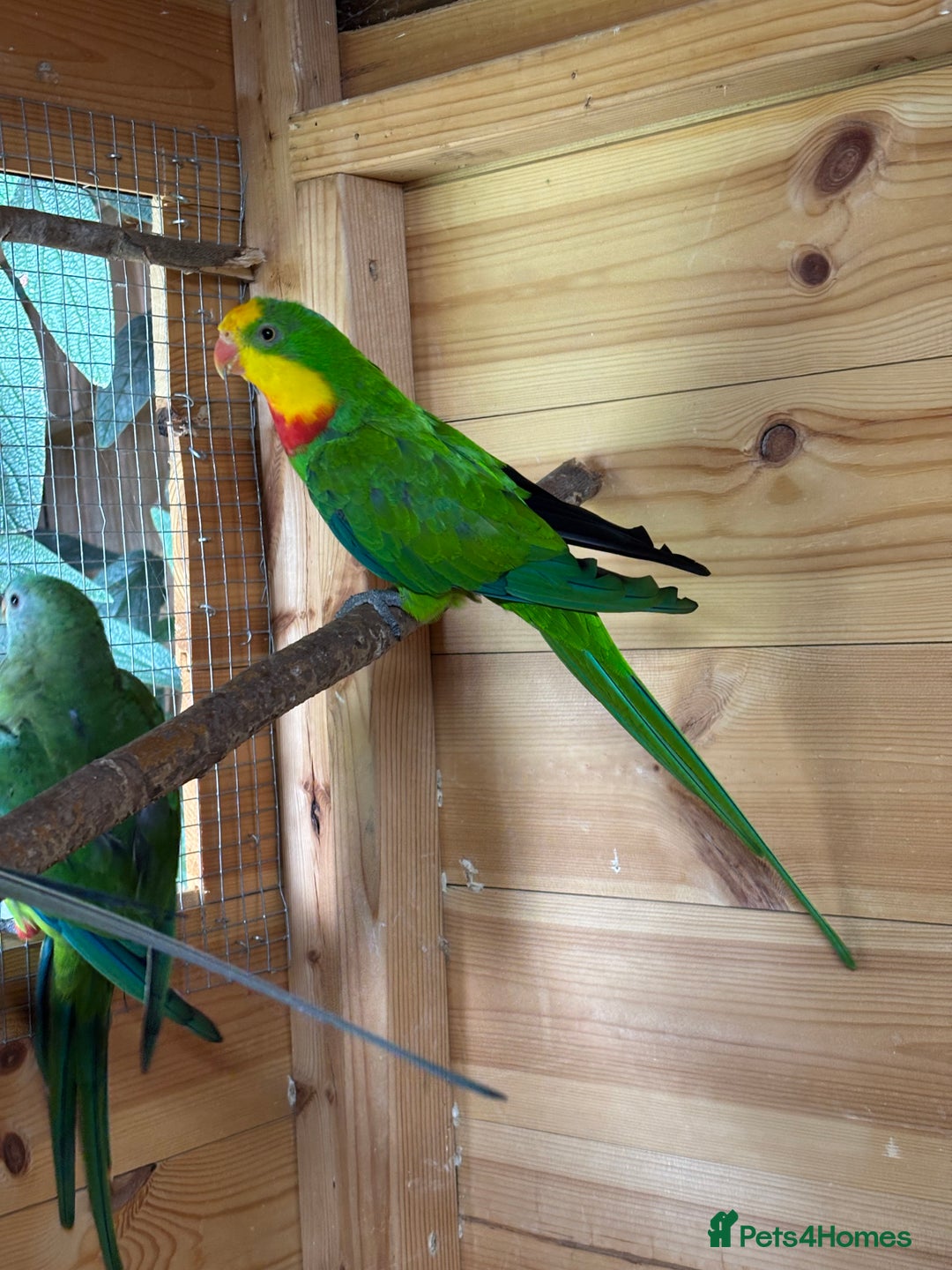 Parakeets birds for sale: Rare opportunity Superb parrots for sale - Image 5