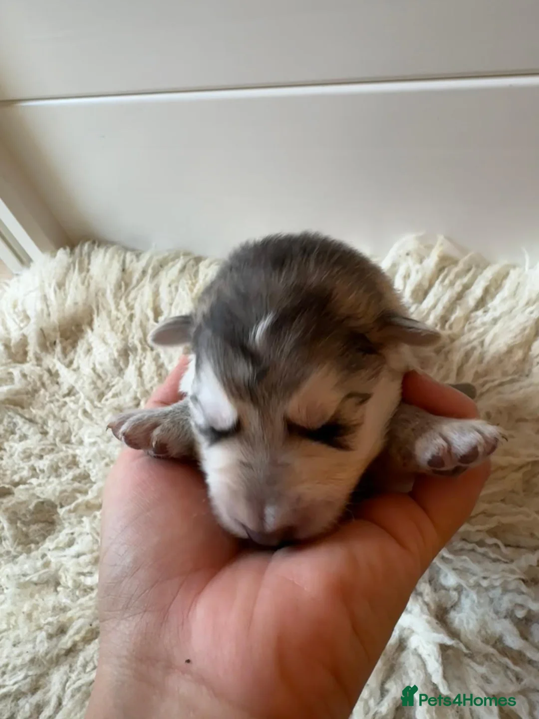 Mixed Breed dogs for sale: German Shepherd x White Swiss Shepherd - Advert 17