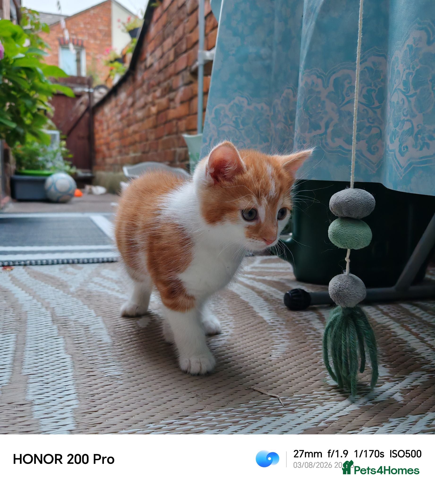 Mixed Breed cats 3 Beautiful male  kittens  - Advert 4