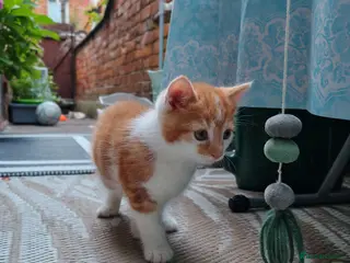 Mixed Breed cats 3 Beautiful male kittens - Advert 4